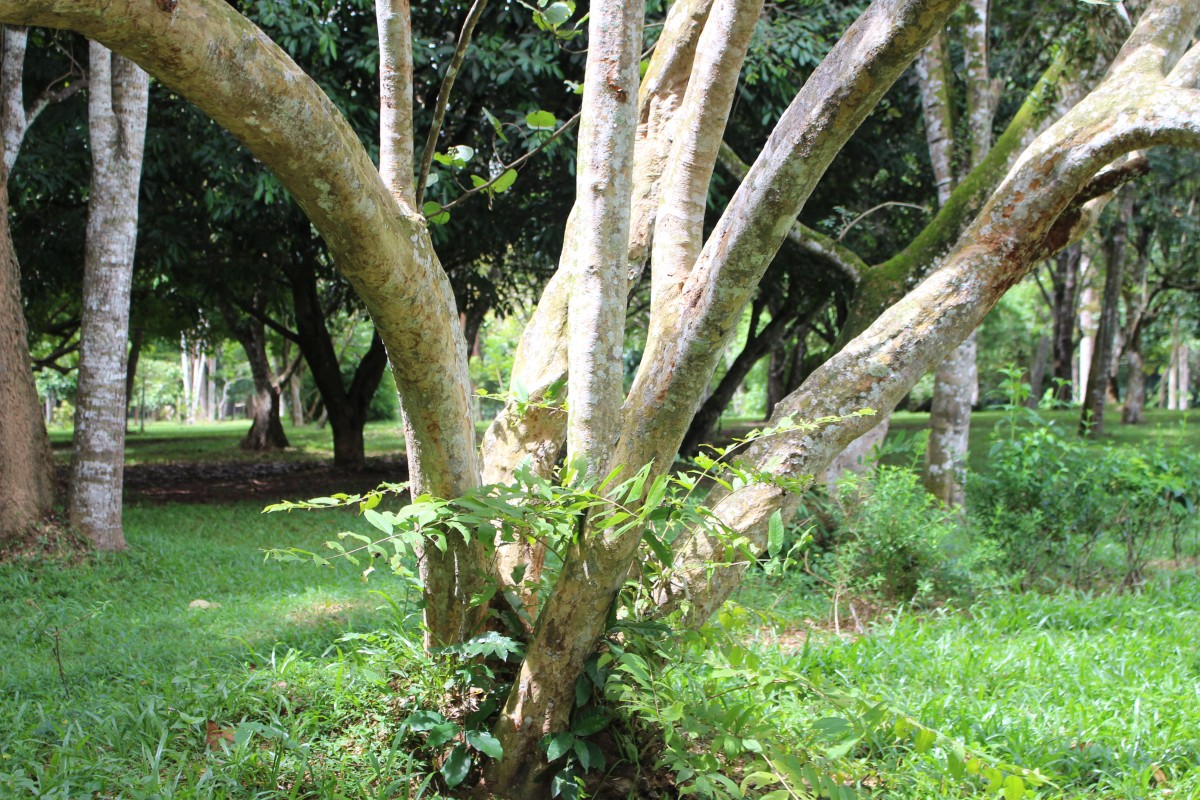 Coccoloba uvifera (L.) L.